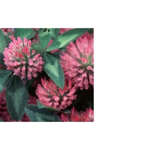 Red Clover Extract 20-40% Isoflavon